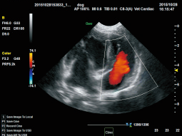 Dog Cardiac Color Flow